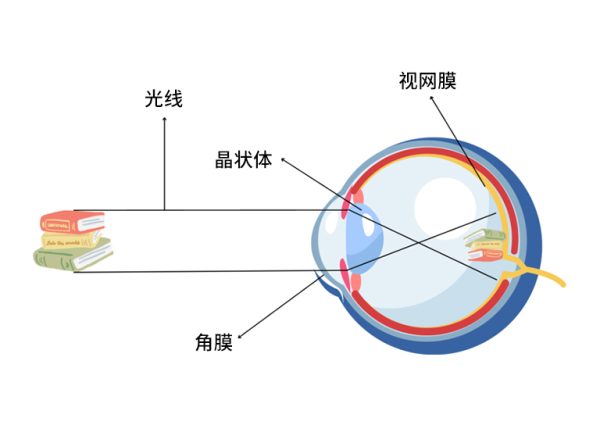 眼睛成像工作机制